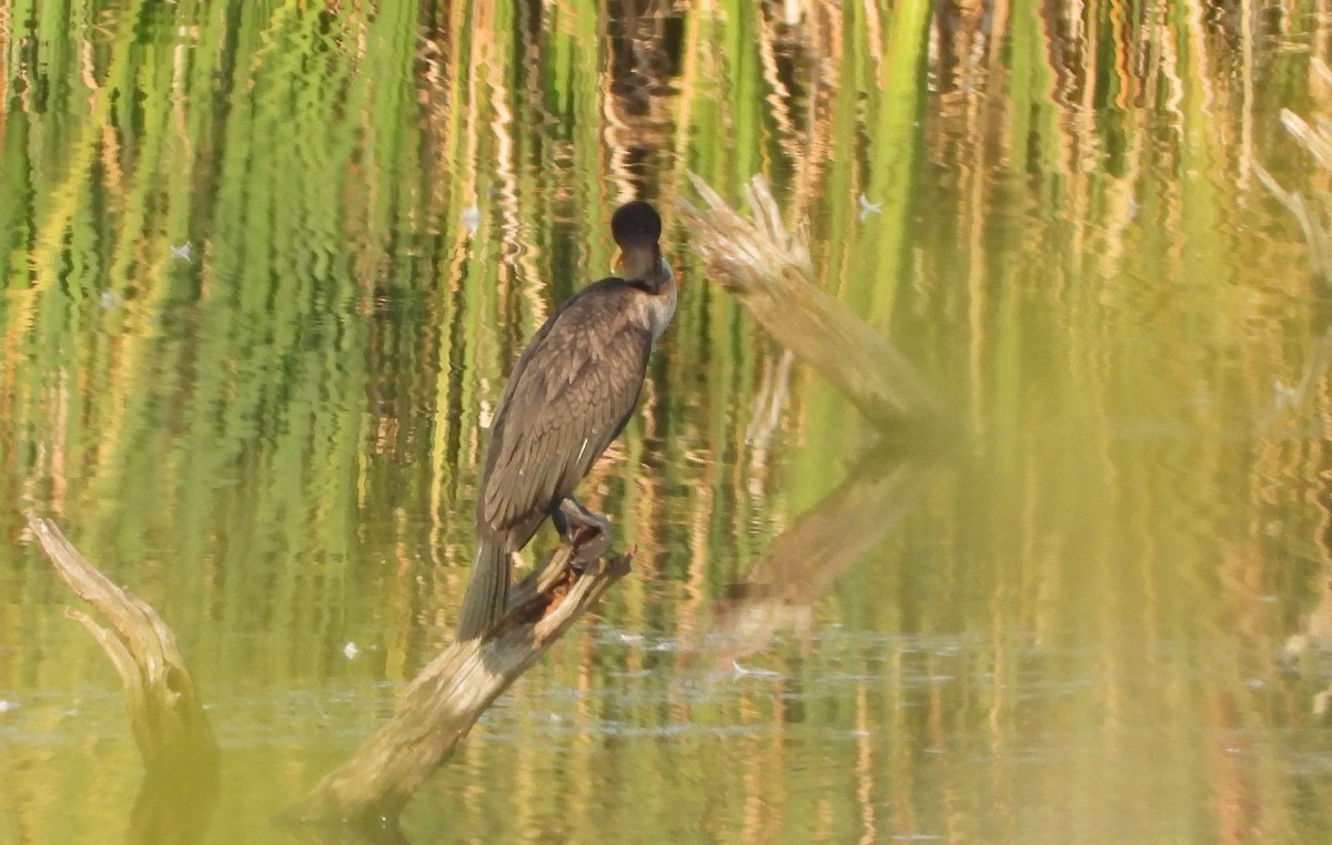 Double-crested Cormorant - ML482941191