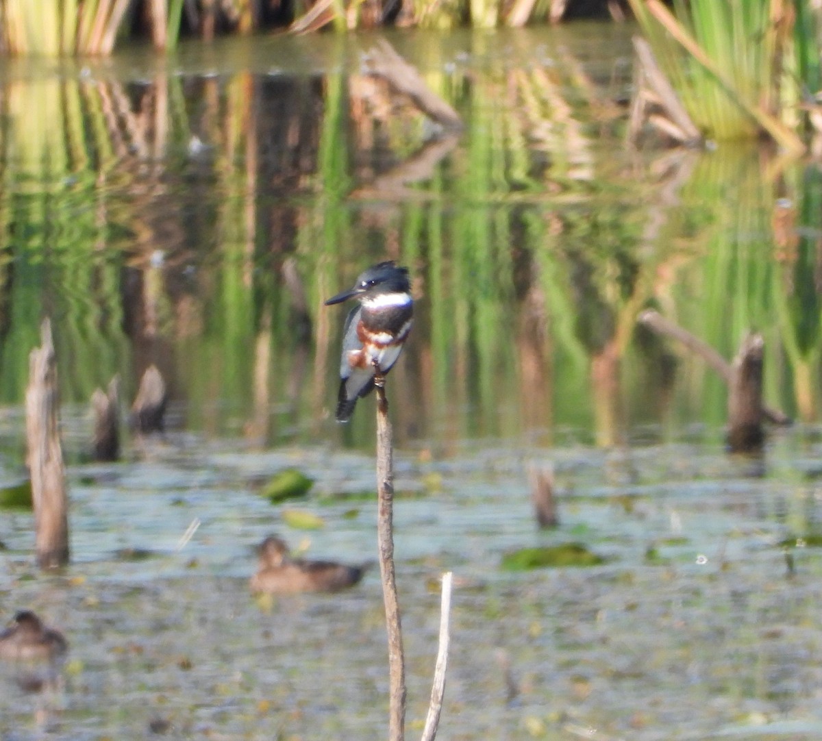 Belted Kingfisher - ML482941251