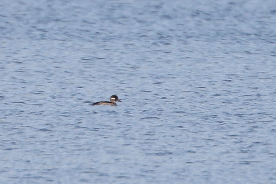 Bufflehead - ML482941771