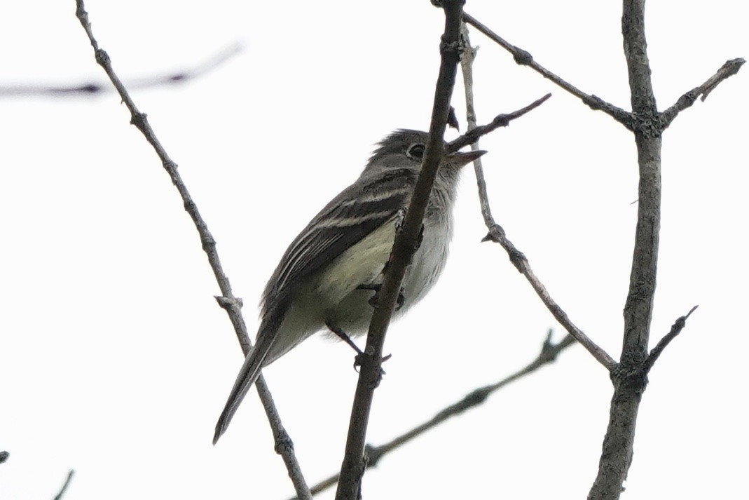 Least Flycatcher - Fleeta Chauvigne