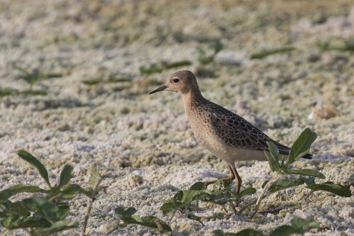 Buff-breasted Sandpiper - ML482944001