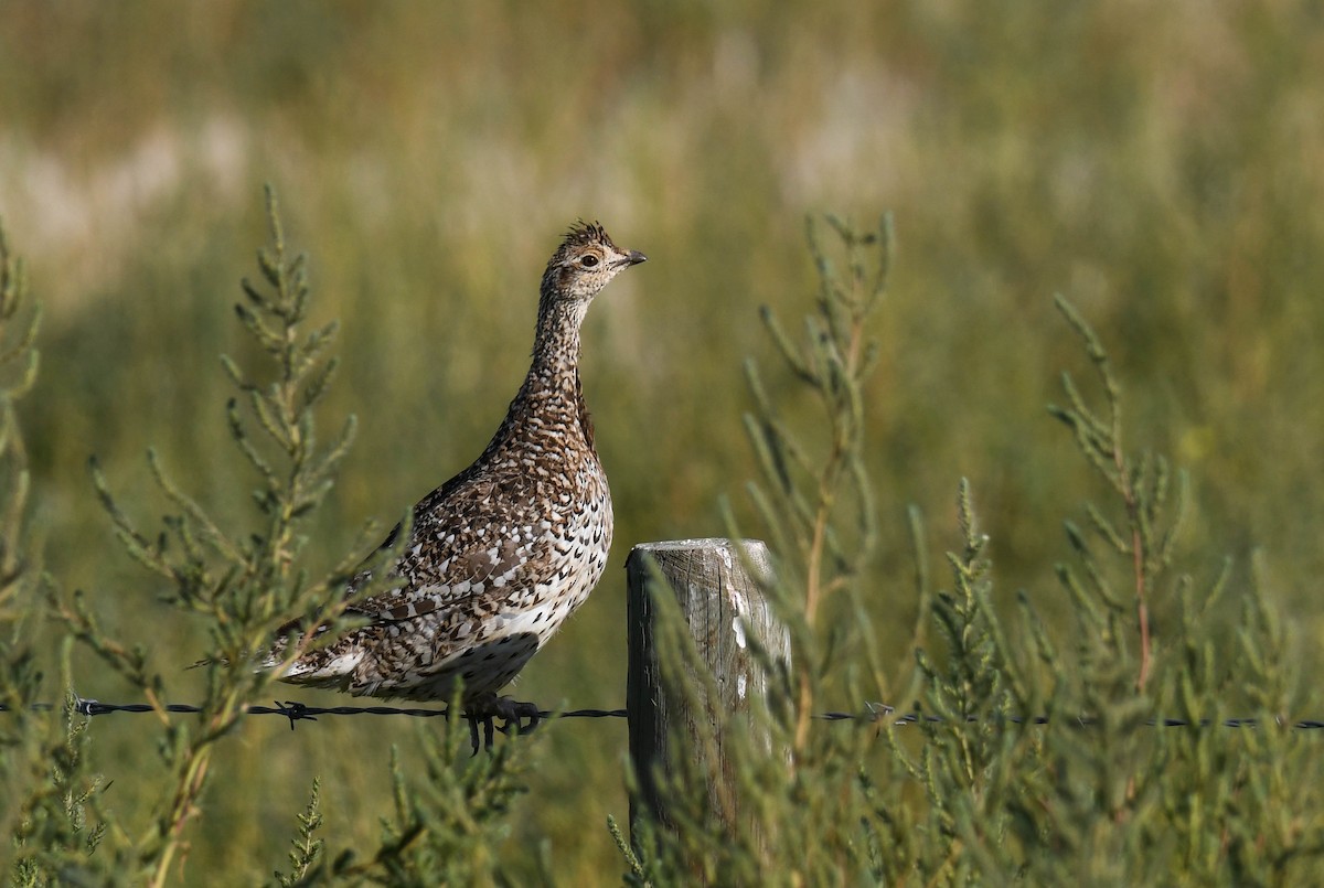 Sharp-tailed Grouse - ML482944771