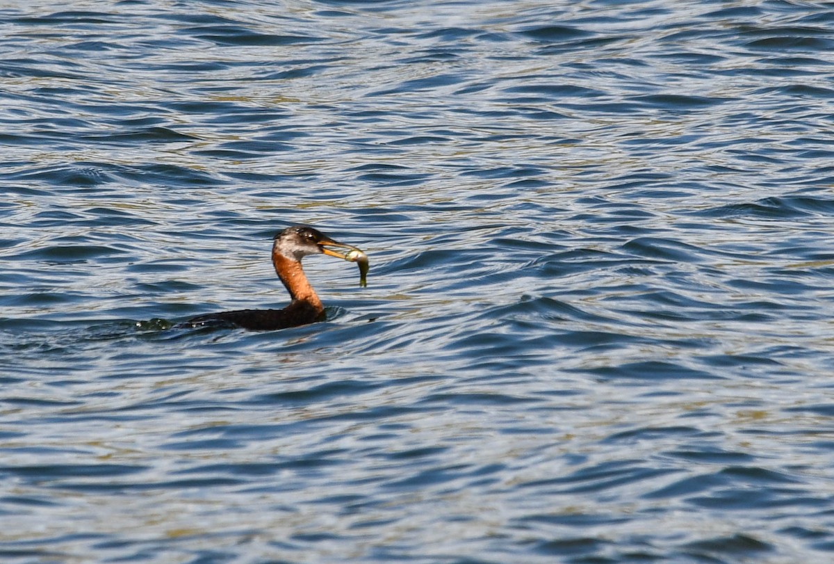 Red-necked Grebe - ML482944891