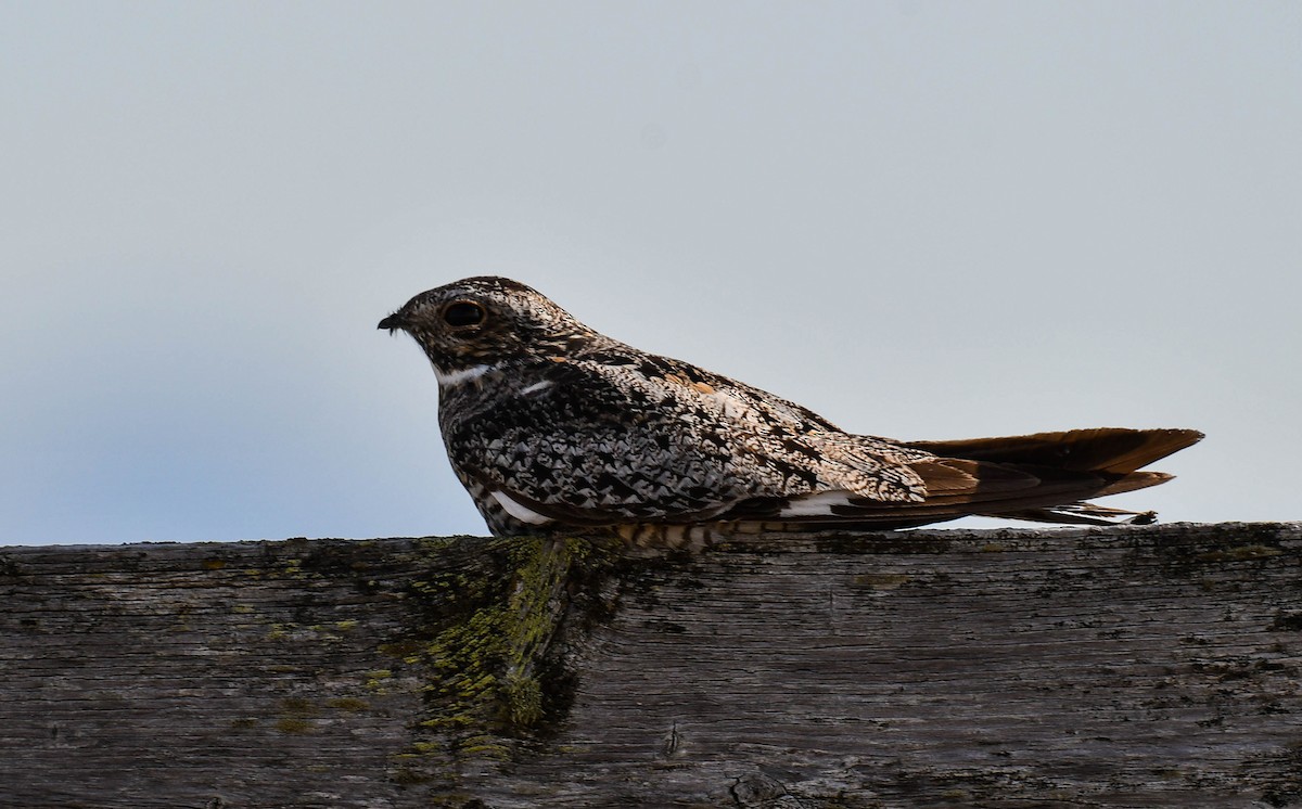 Common Nighthawk - ML482944931