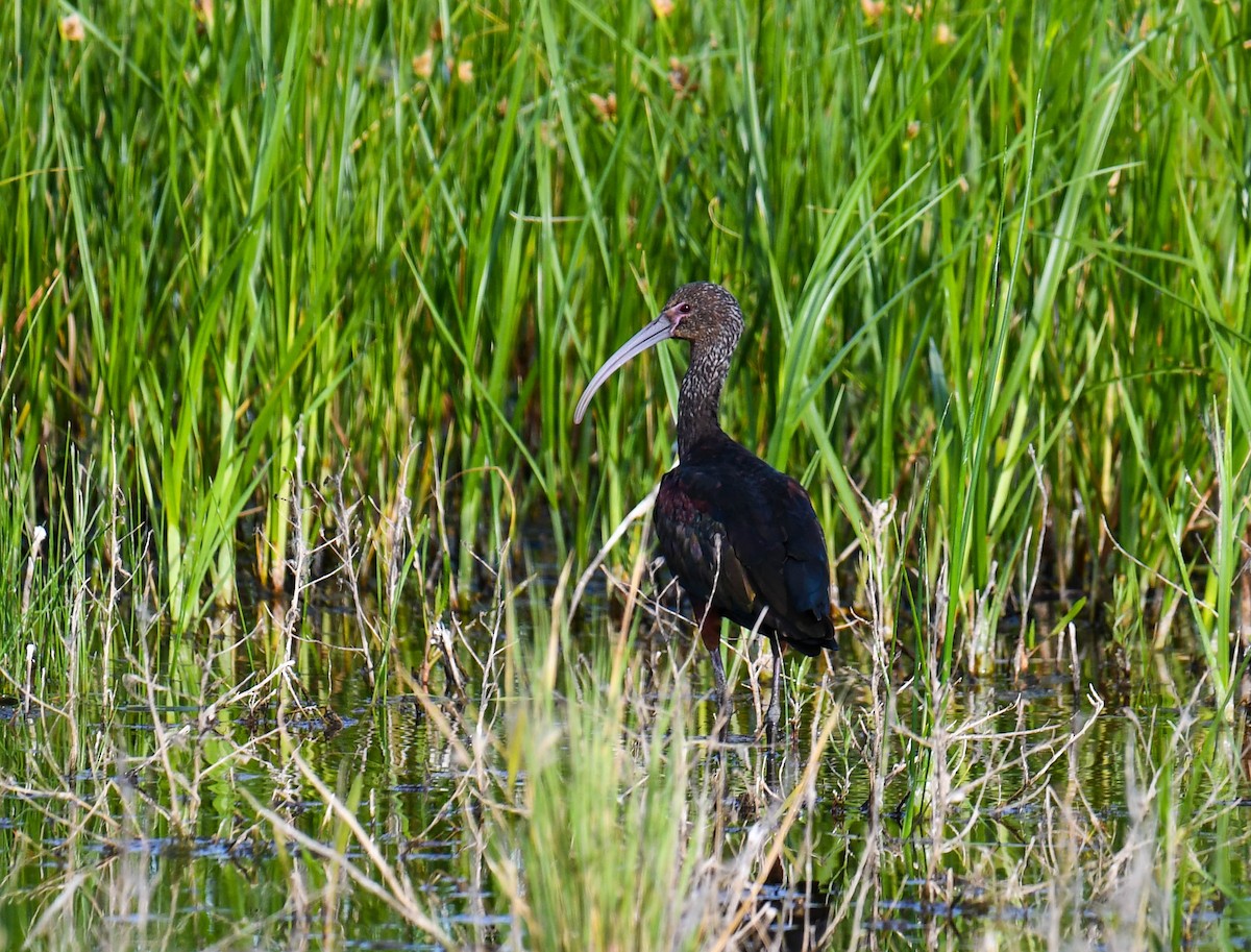 White-faced Ibis - ML482945061