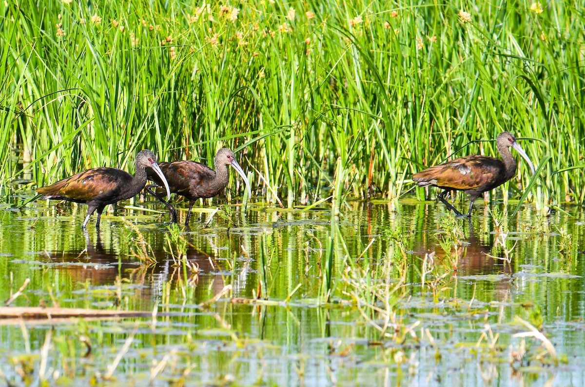 White-faced Ibis - ML482945071