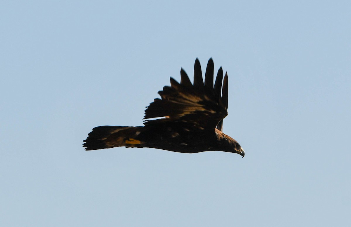 Golden Eagle - ML482945121