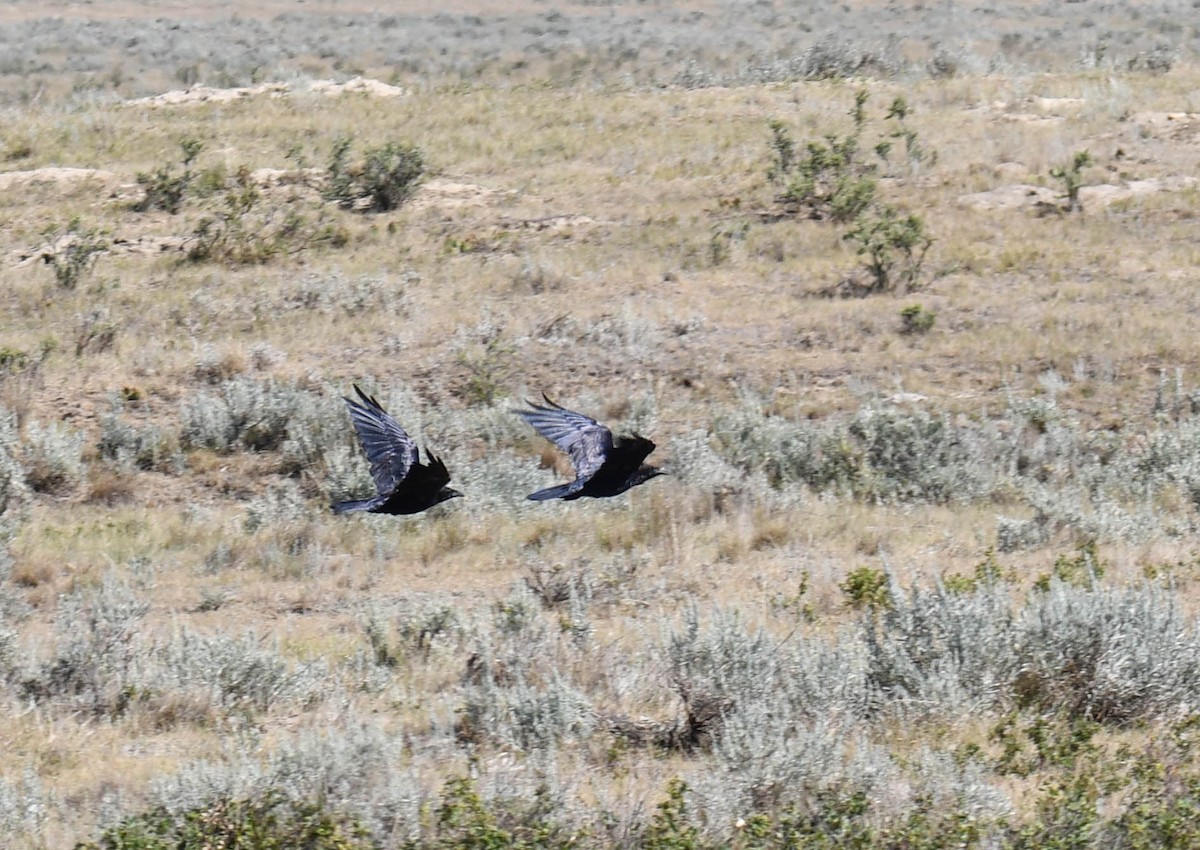 American Crow - ML482945491