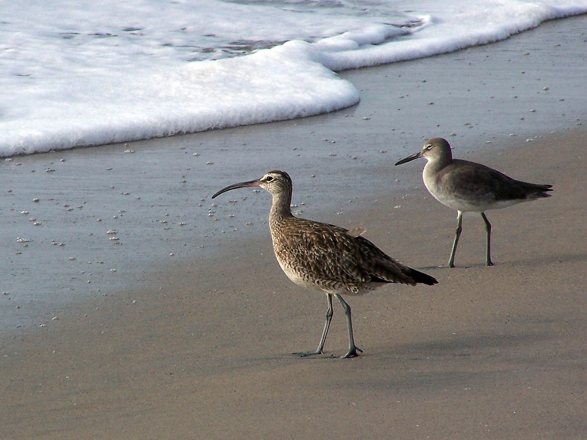 Whimbrel - Louis Imbeau