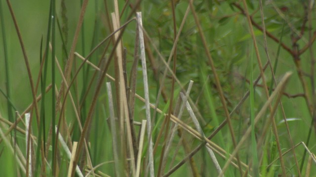 LeConte's Sparrow - ML482949