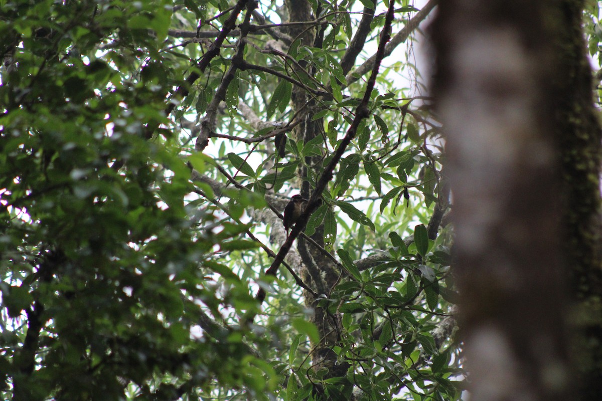 Hairy Woodpecker - ML482949861