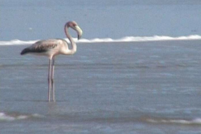 Amerika Flamingosu - ML48295021
