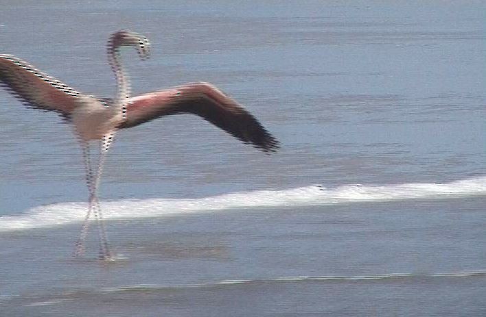 Amerika Flamingosu - ML48295061