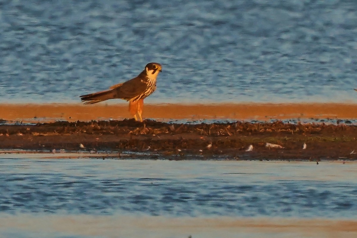 Eurasian Hobby - ML482951461