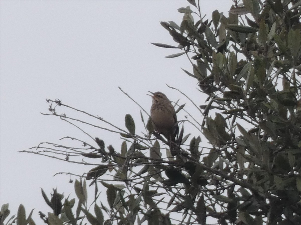 ハシナガビンズイ（chyuluensis） - ML482951611