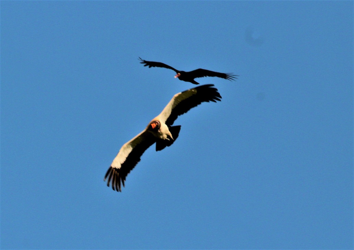 King Vulture - ML482951821