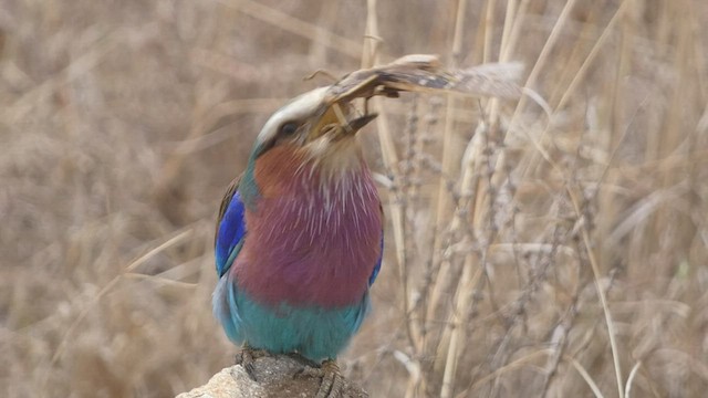 Lilac-breasted Roller - ML482952171