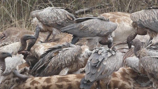 White-backed Vulture - ML482952531