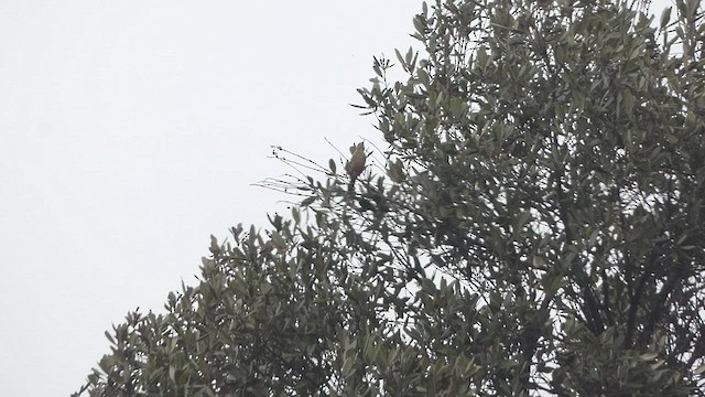 ハシナガビンズイ（chyuluensis） - ML482952571