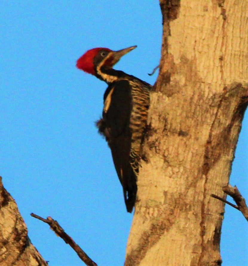 Lineated Woodpecker - Jeffrey McCrary