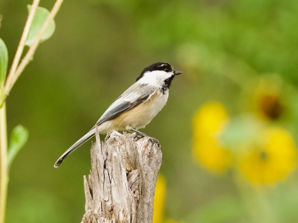 Black-capped/Mountain Chickadee - ML482953921