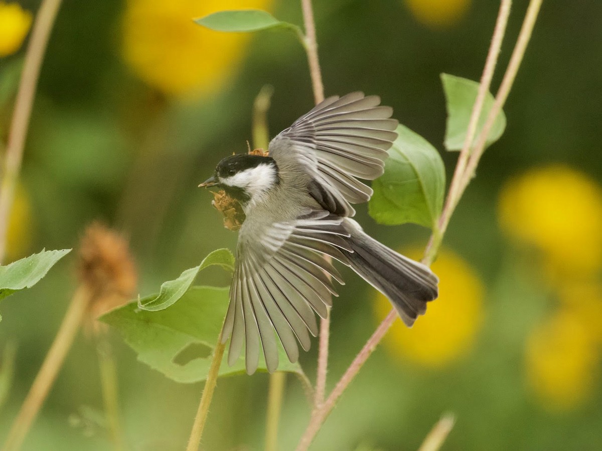 Black-capped/Mountain Chickadee - ML482954111