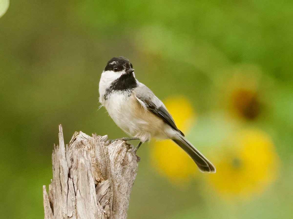 Black-capped/Mountain Chickadee - ML482954271