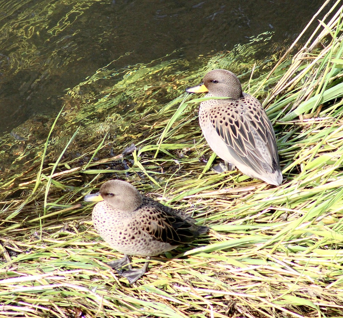 Yellow-billed Teal - Carlos Silva