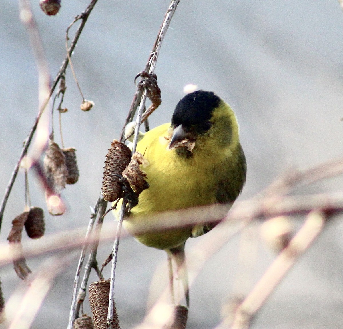 Black-chinned Siskin - Carlos Silva