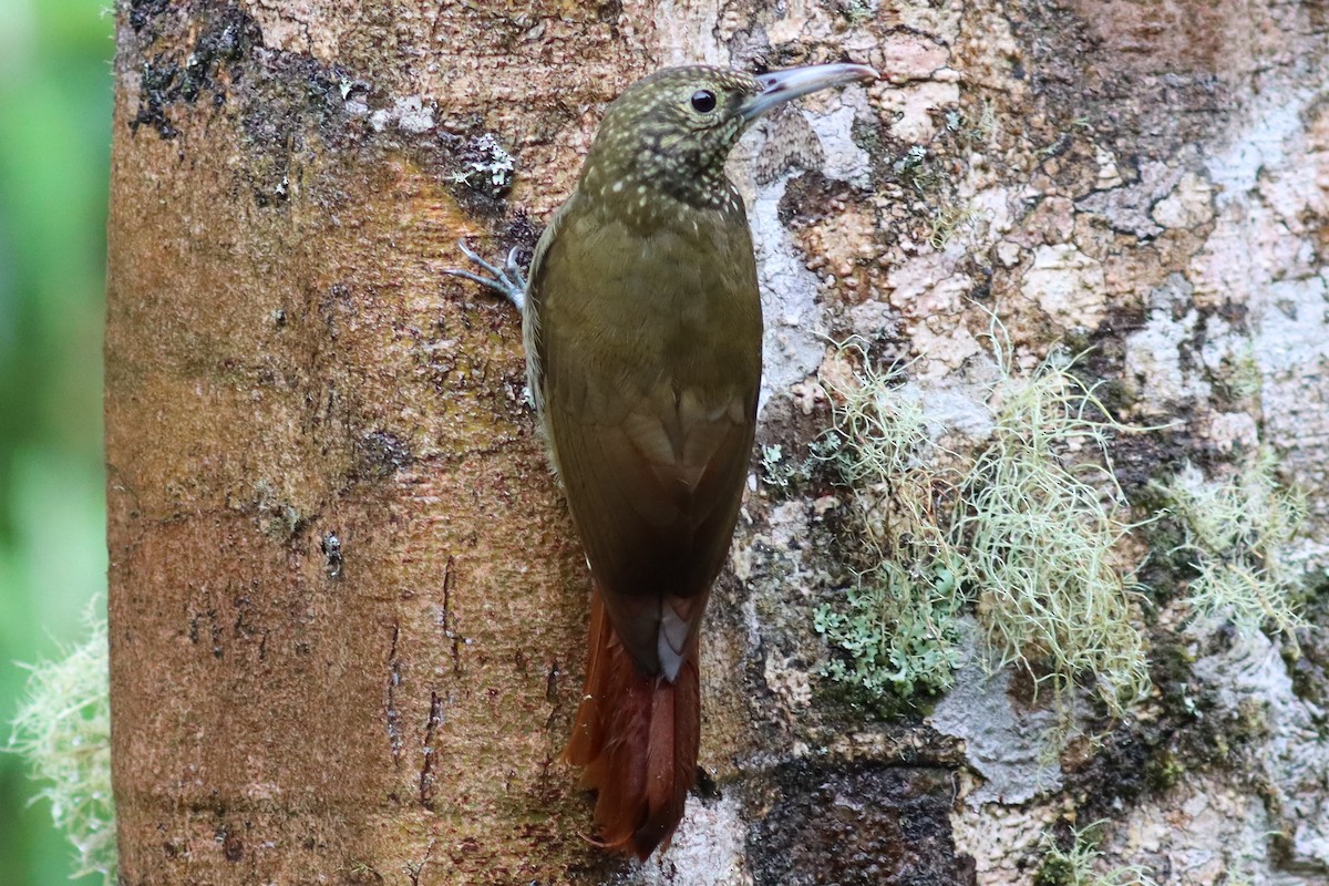 Olive-backed Woodcreeper - ML482956771