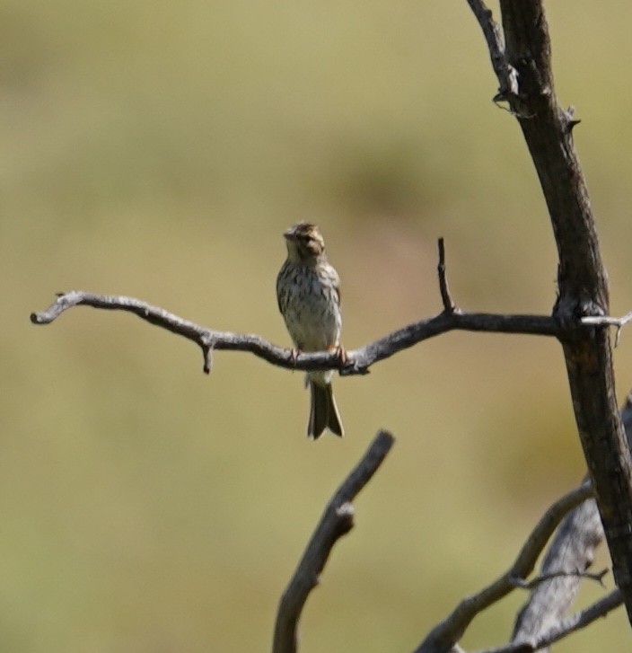 Chipping Sparrow - ML482957361