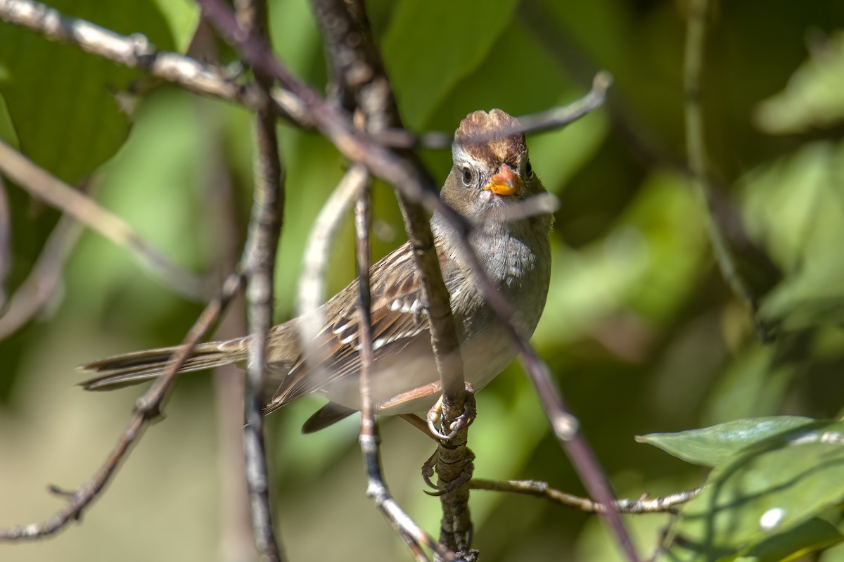 White-crowned Sparrow - Vic Hubbard