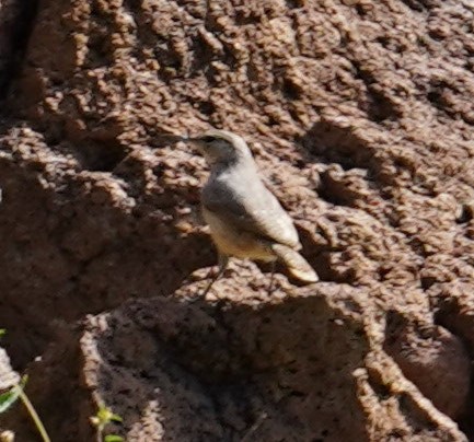 Rock Wren - ML482957491