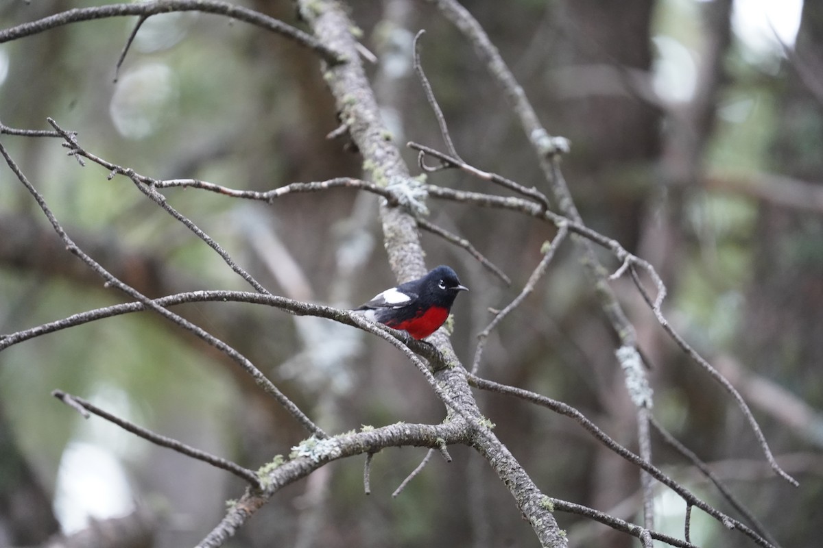 Painted Redstart - Kyle Klotz