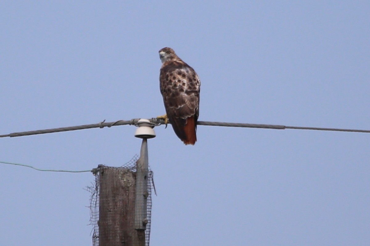 Rotschwanzbussard - ML482958781