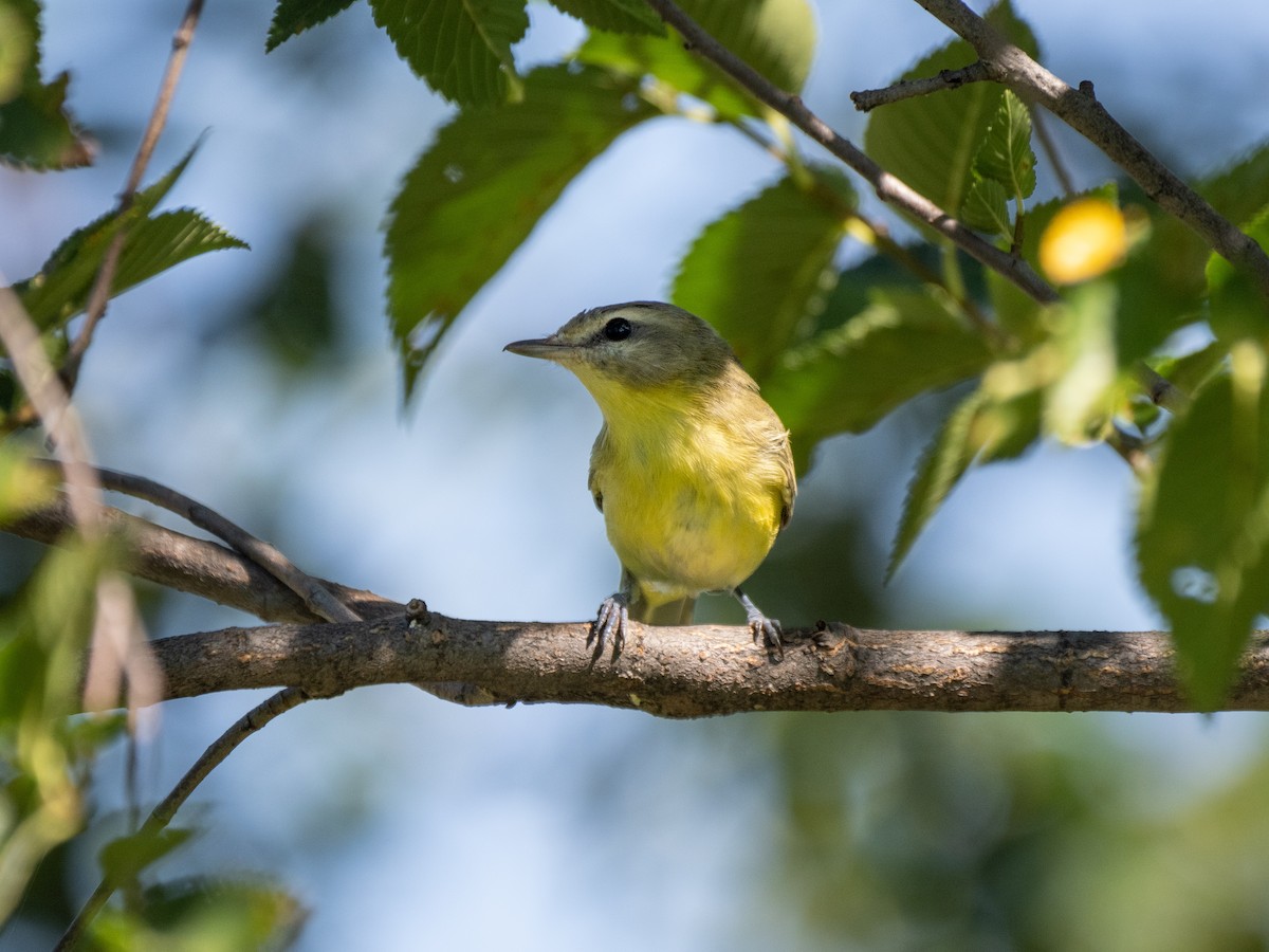 Philadelphia Vireo - David Howe & Rosanne Dawson