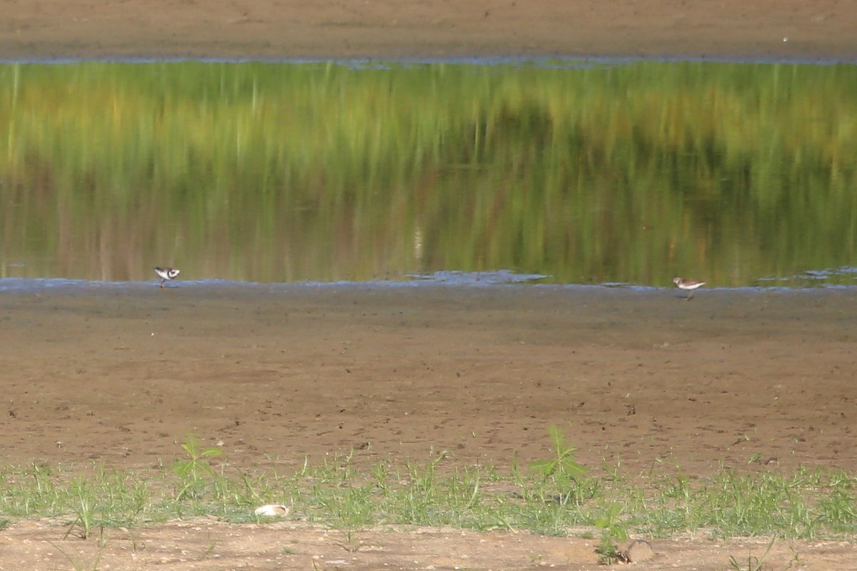 Semipalmated Plover - ML482959791
