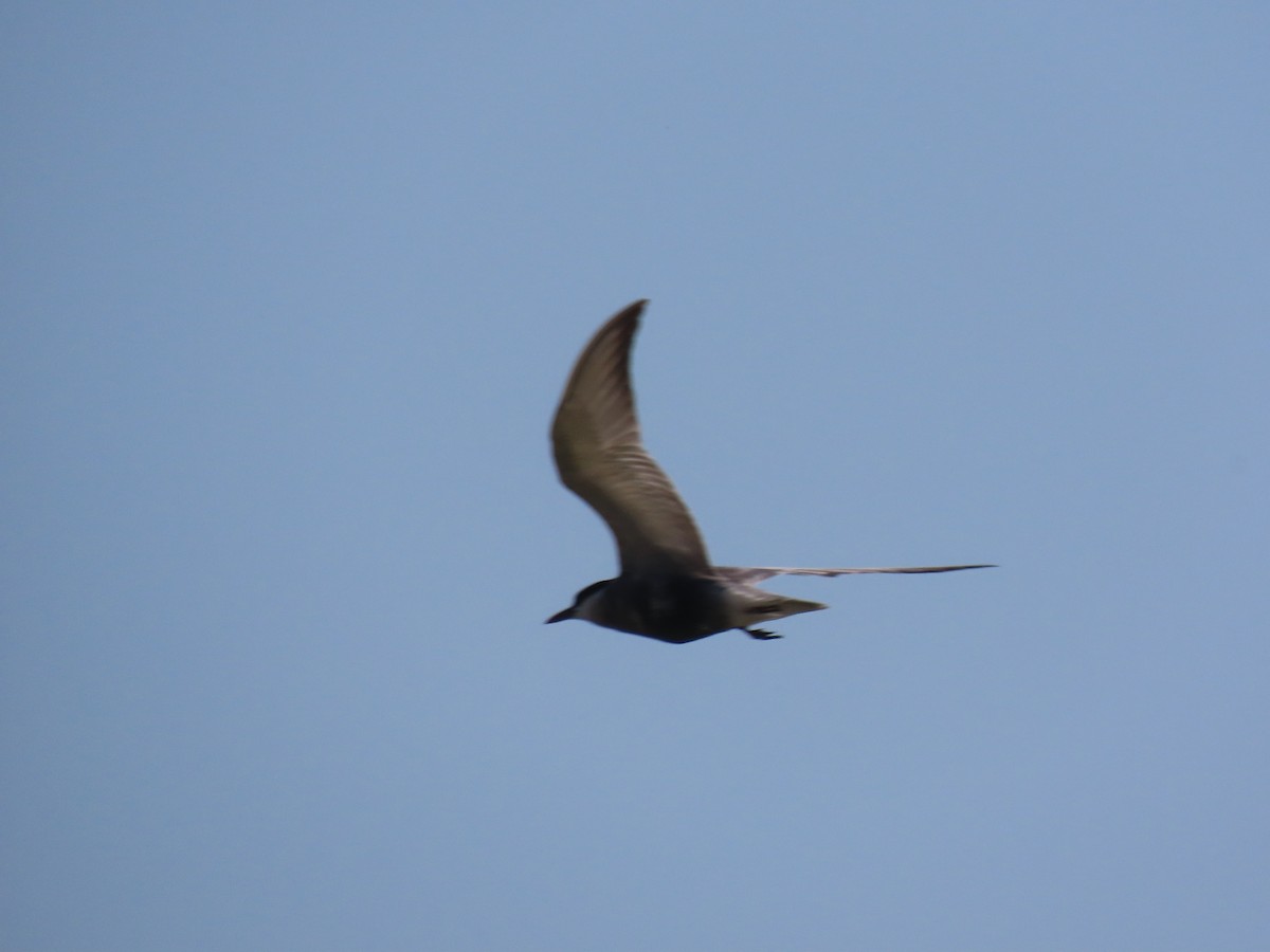 Whiskered Tern - ML482960361