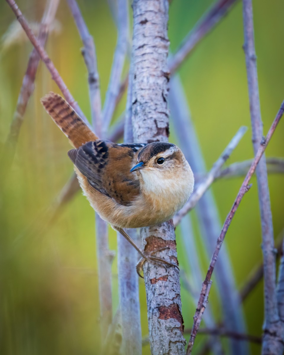 Marsh Wren - Mason Prokop