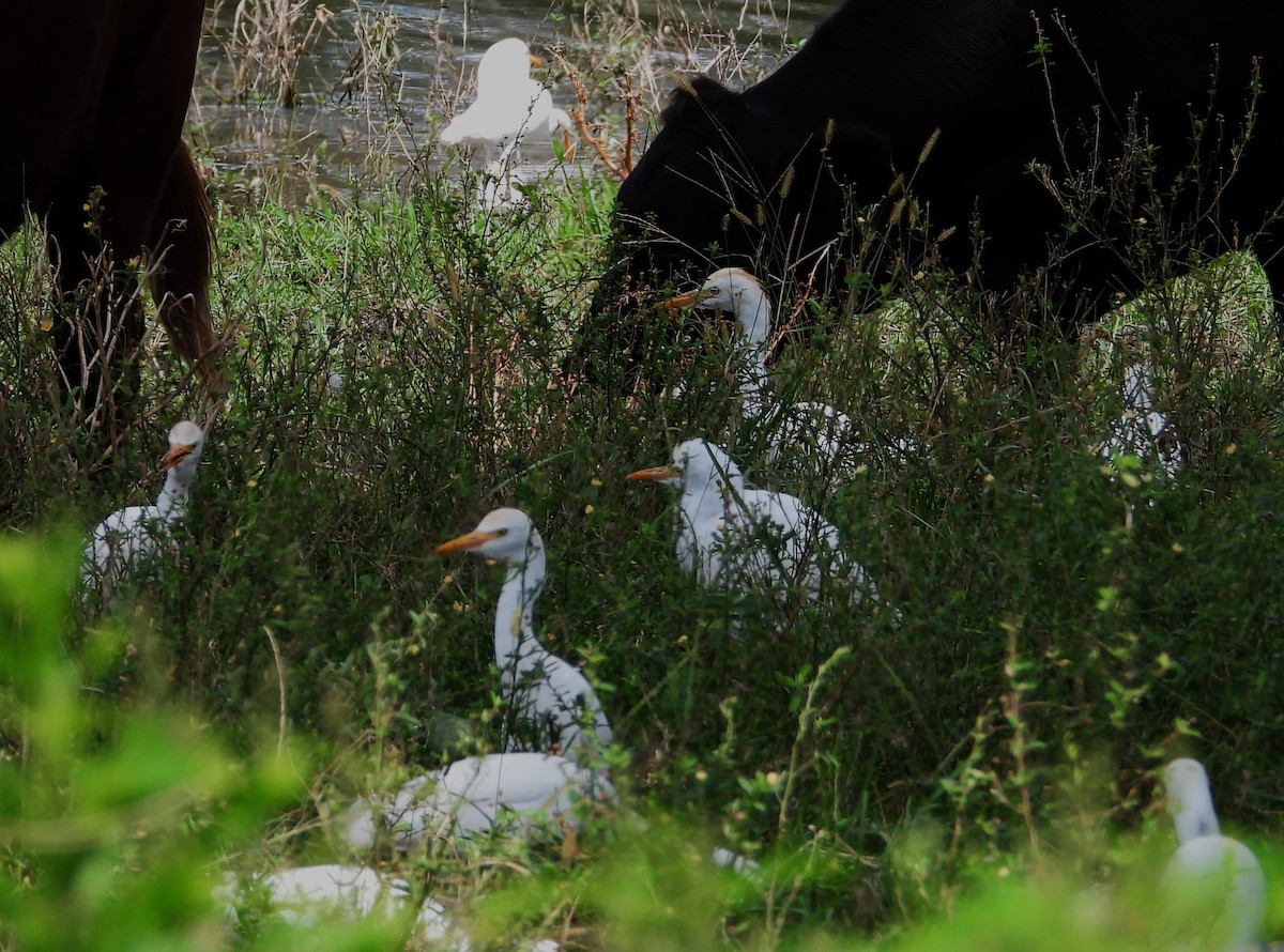 Western Cattle Egret - Eric Haskell