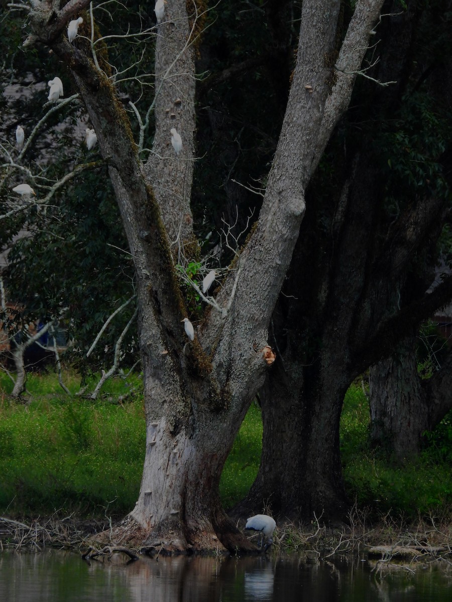 Wood Stork - ML482962281