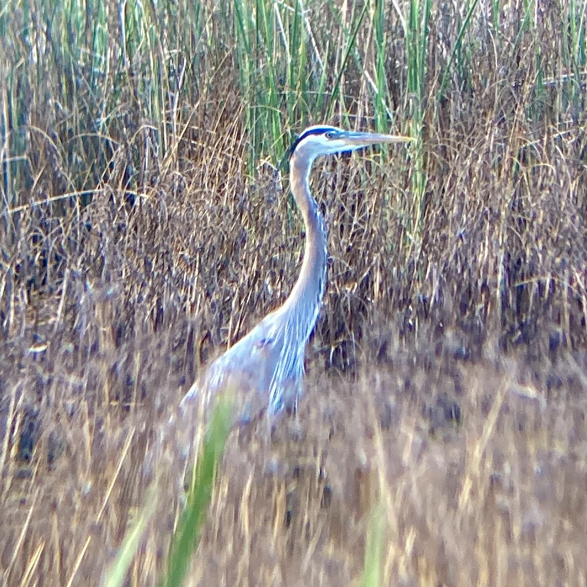 Great Blue Heron - ML482962521