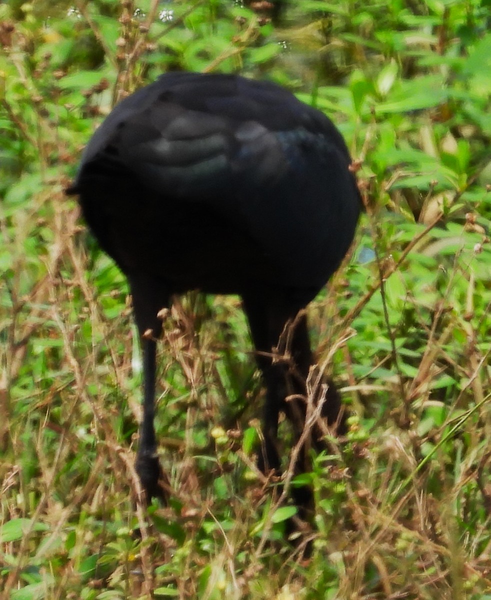 Glossy Ibis - ML482962541