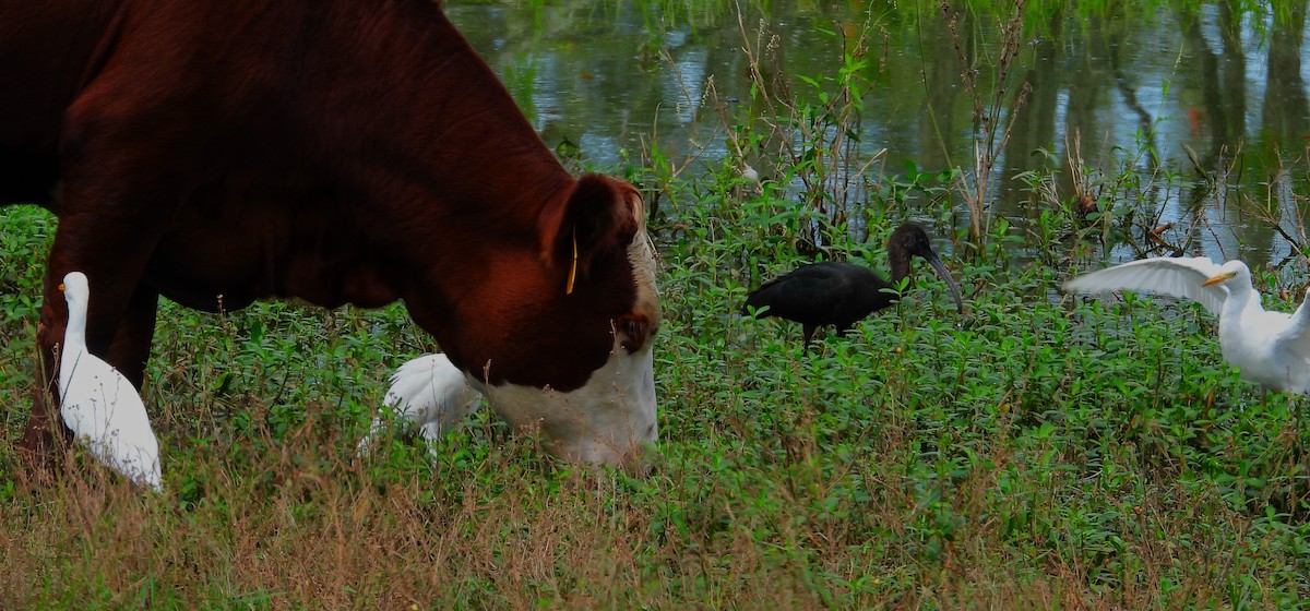 Glossy Ibis - ML482962551