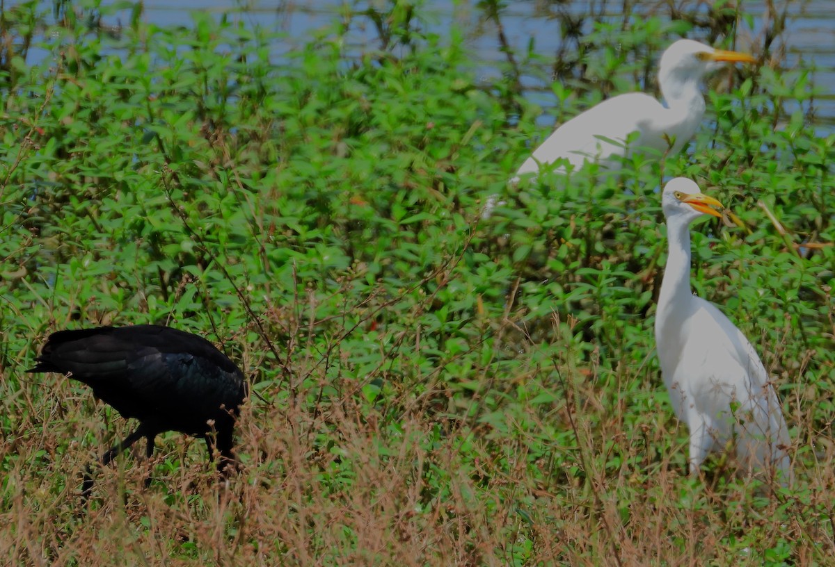 Glossy Ibis - ML482962561