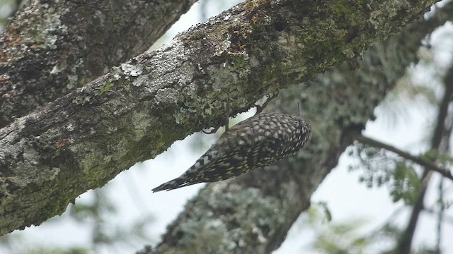 African Spotted Creeper - ML482963111