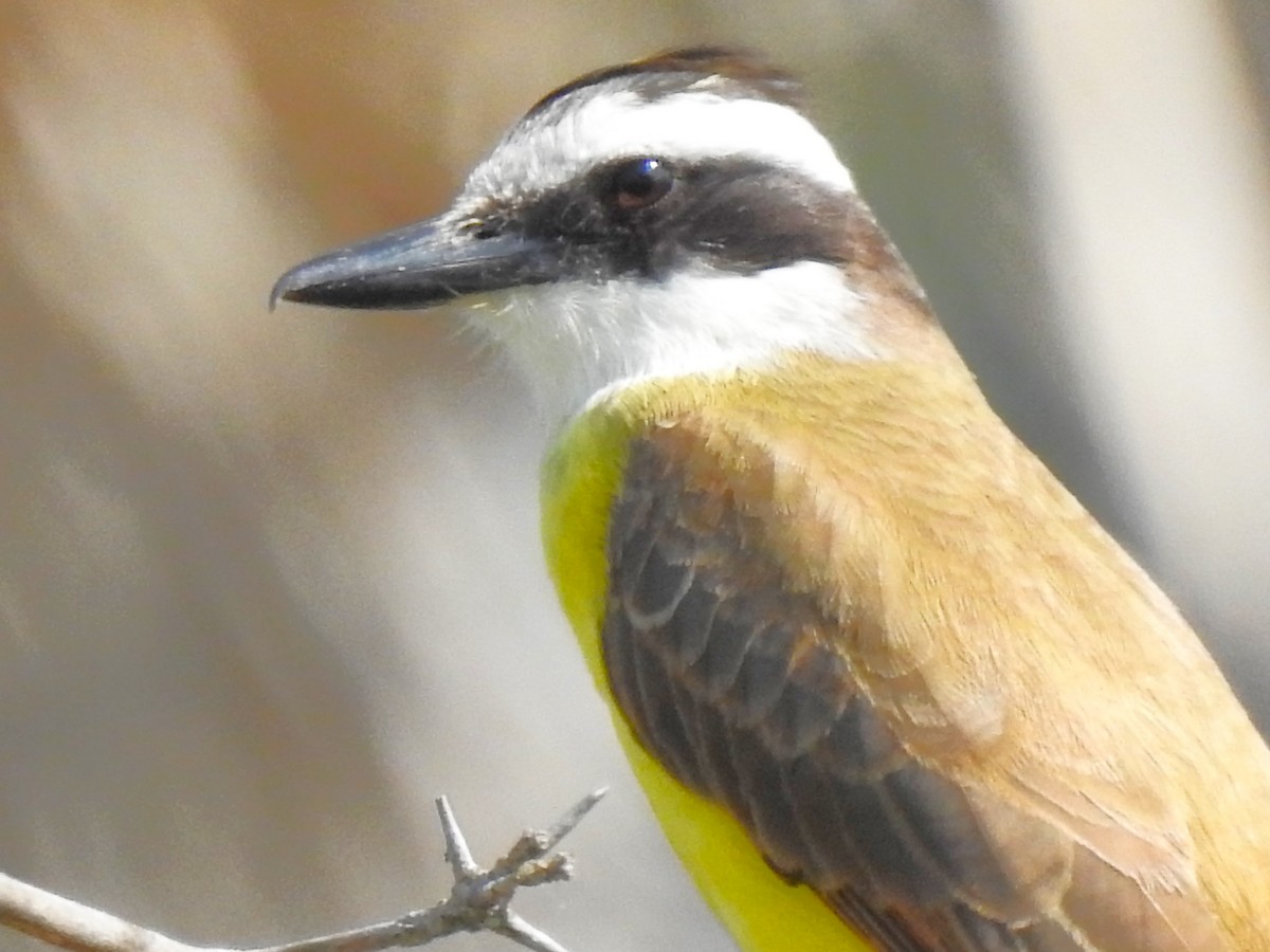 Great Kiskadee - ML482963191