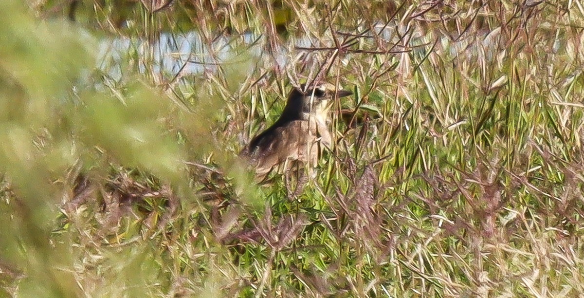 Horned Lark - ML482963471