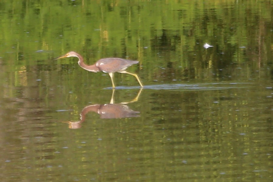 Tricolored Heron - ML482963511