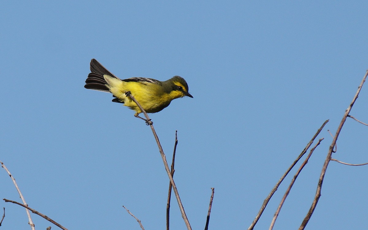 Yellow-browed Tyrant - Diego Trillo